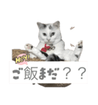 ツンデレたまの挨拶〜日常スタンプ（個別スタンプ：4）
