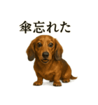 【梅雨入り】雨のミニチュアダックスフンド（個別スタンプ：4）