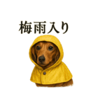 【梅雨入り】雨のミニチュアダックスフンド（個別スタンプ：5）