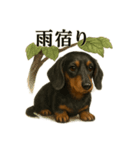 【梅雨入り】雨のミニチュアダックスフンド（個別スタンプ：8）