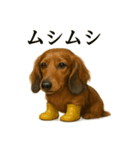 【梅雨入り】雨のミニチュアダックスフンド（個別スタンプ：11）