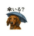 【梅雨入り】雨のミニチュアダックスフンド（個別スタンプ：13）