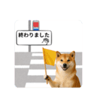 登校班グループで使える柴犬スタンプ（個別スタンプ：1）