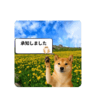 登校班グループで使える柴犬スタンプ（個別スタンプ：2）