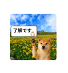 登校班グループで使える柴犬スタンプ（個別スタンプ：3）