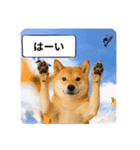 登校班グループで使える柴犬スタンプ（個別スタンプ：4）