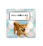 登校班グループで使える柴犬スタンプ（個別スタンプ：5）