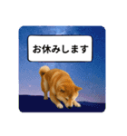 登校班グループで使える柴犬スタンプ（個別スタンプ：7）