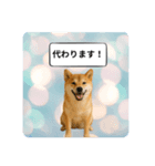 登校班グループで使える柴犬スタンプ（個別スタンプ：8）