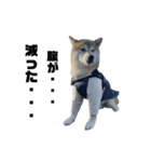 柴犬トキスタンプ7（個別スタンプ：1）