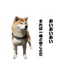 柴犬トキスタンプ7（個別スタンプ：4）