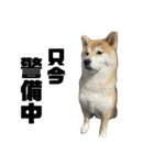 柴犬トキスタンプ7（個別スタンプ：7）