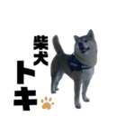 柴犬トキスタンプ7（個別スタンプ：9）