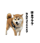 柴犬トキスタンプ7（個別スタンプ：10）