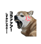 柴犬トキスタンプ7（個別スタンプ：12）
