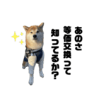 柴犬トキスタンプ7（個別スタンプ：13）