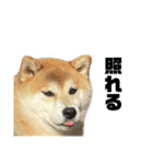 柴犬トキスタンプ7（個別スタンプ：22）