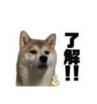 柴犬トキスタンプ7（個別スタンプ：23）