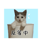 うちの和菓子にゃんこ3（個別スタンプ：12）