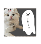 うちの和菓子にゃんこ3（個別スタンプ：13）