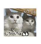 うちの和菓子にゃんこ3（個別スタンプ：17）