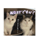 うちの和菓子にゃんこ3（個別スタンプ：20）