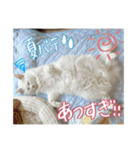 うちの和菓子にゃんこ3（個別スタンプ：26）