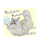 うちの和菓子にゃんこ3（個別スタンプ：29）