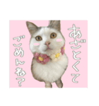 うちの和菓子にゃんこ3（個別スタンプ：31）