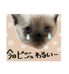 うちの和菓子にゃんこ3（個別スタンプ：32）
