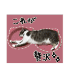 うちの和菓子にゃんこ3（個別スタンプ：33）