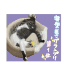 うちの和菓子にゃんこ3（個別スタンプ：34）
