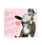 うちの和菓子にゃんこ3（個別スタンプ：36）