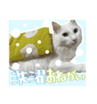 うちの和菓子にゃんこ3（個別スタンプ：38）