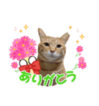 My Lovely Cat’s（個別スタンプ：1）