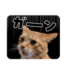 My Lovely Cat’s（個別スタンプ：2）