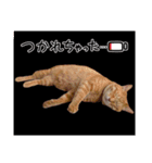 My Lovely Cat’s（個別スタンプ：4）