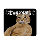 My Lovely Cat’s（個別スタンプ：5）