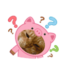 My Lovely Cat’s（個別スタンプ：8）