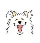 脳直！サモエド！（個別スタンプ：1）