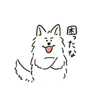 脳直！サモエド！（個別スタンプ：36）