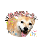 豆柴（柴犬）ゆず（個別スタンプ：2）
