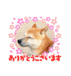 豆柴（柴犬）ゆず（個別スタンプ：3）