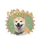 豆柴（柴犬）ゆず（個別スタンプ：4）