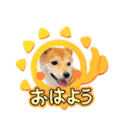 豆柴（柴犬）ゆず（個別スタンプ：5）