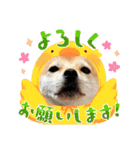 豆柴（柴犬）ゆず（個別スタンプ：8）