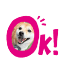 豆柴（柴犬）ゆず（個別スタンプ：9）