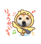 豆柴（柴犬）ゆず（個別スタンプ：11）