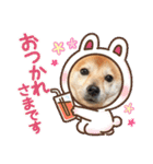 豆柴（柴犬）ゆず（個別スタンプ：12）