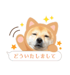 豆柴（柴犬）ゆず（個別スタンプ：15）